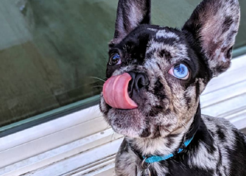 Instagram | @oswald.the.lucky.dog