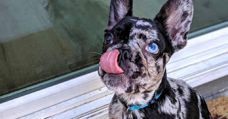 Instagram | @oswald.the.lucky.dog