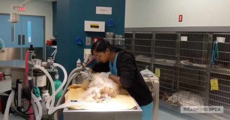Richmond SPCA