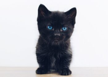 Unsplash | The Lucky Neko
