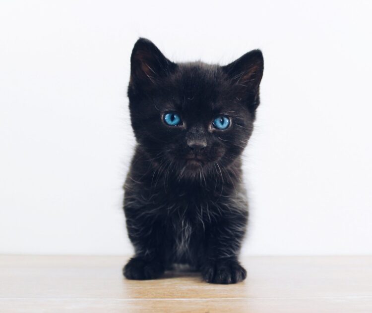 Unsplash | The Lucky Neko