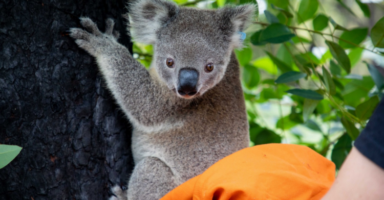 Facebook | Koala Hospital Port Macquarie