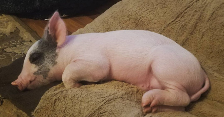 Instagram | @floppythepig