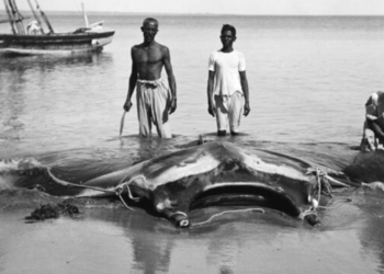 Image of big stingray that was captured (Reddit | C0untZero)