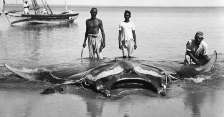 Image of big stingray that was captured (Reddit | C0untZero)