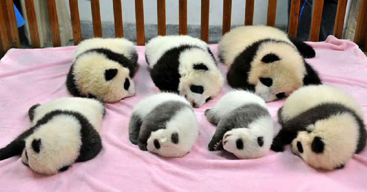 Chengdu Research Base of Giant Panda Breeding