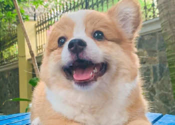 Instagram | @cooperandbaby_corgi