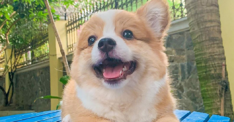 Instagram | @cooperandbaby_corgi