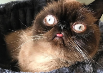 Instagram | @neko.ikiru.san