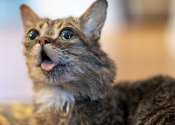 Instagram | @iamlilbub