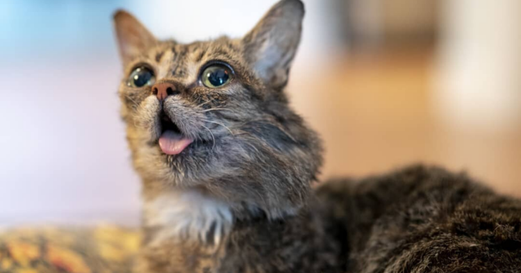 Instagram | @iamlilbub