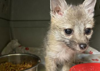 Southwest Wildlife Conservation Center