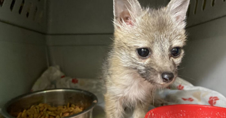 Southwest Wildlife Conservation Center