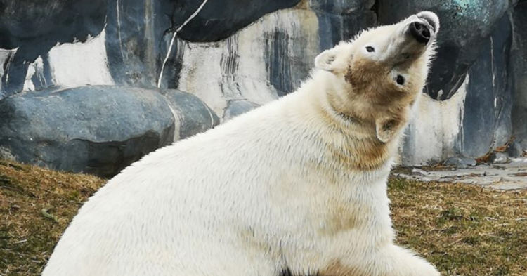 Facebook | The Toronto Zoo