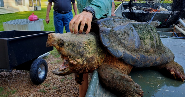 Facebook | Central MS Turtle Rescue