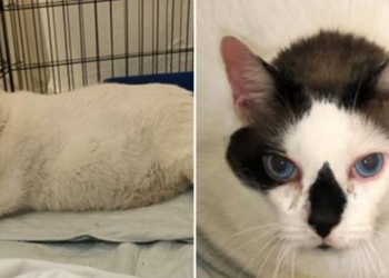 Facebook | Animal Care Centers of NYC