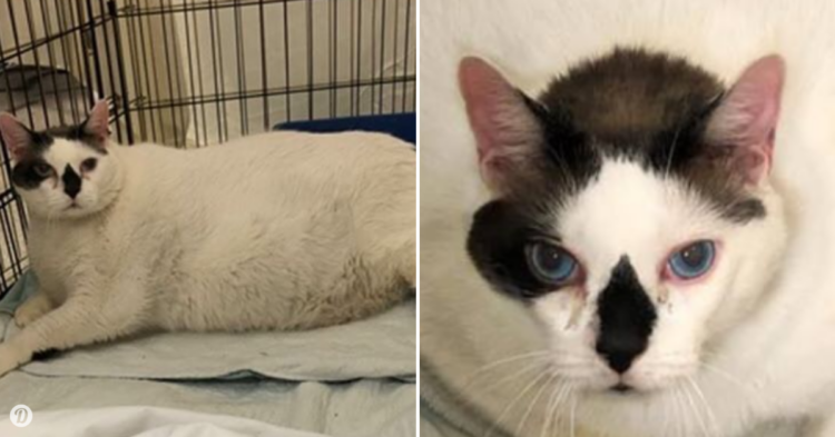 Facebook | Animal Care Centers of NYC