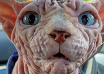 Instagram | @xherdanthenakedcat