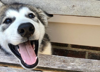 Instagram | @two_malamutes
