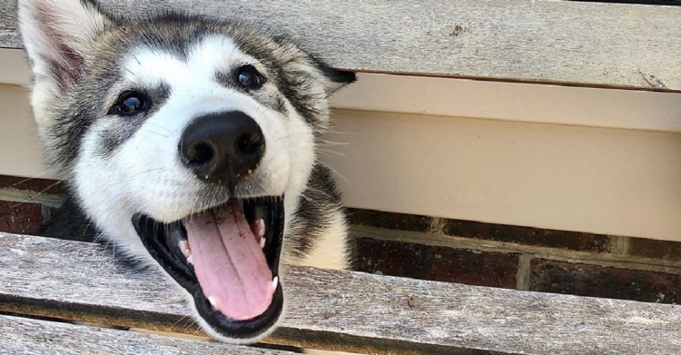 Instagram | @two_malamutes