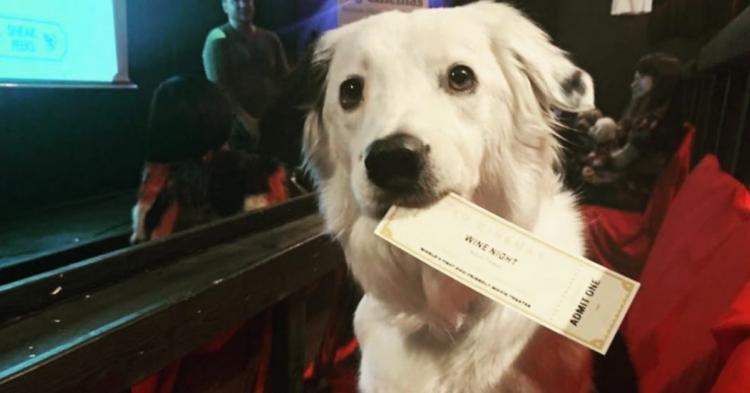 Instagram | @k9cinemas