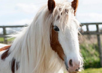 Facebook | Here4Horses