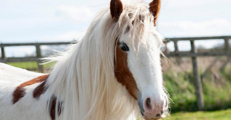 Facebook | Here4Horses