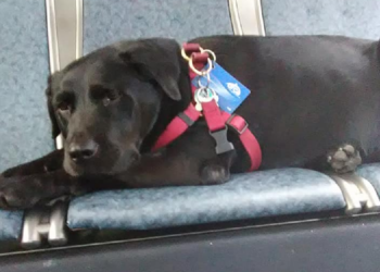 Facebook | Eclipse Seattle's Bus Riding Dog