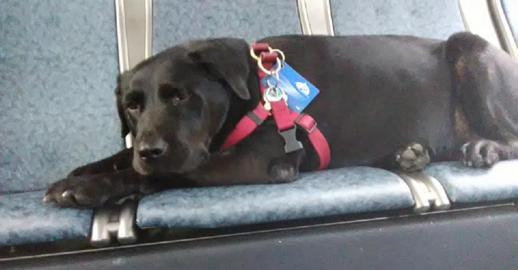 Facebook | Eclipse Seattle's Bus Riding Dog