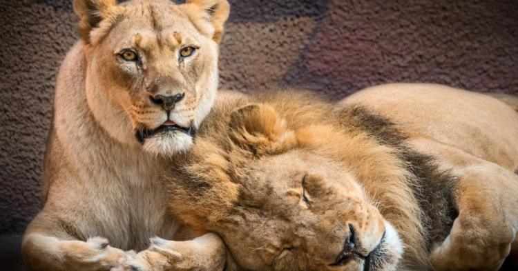 Facebook | Los Angeles Zoo and Botanical Gardens