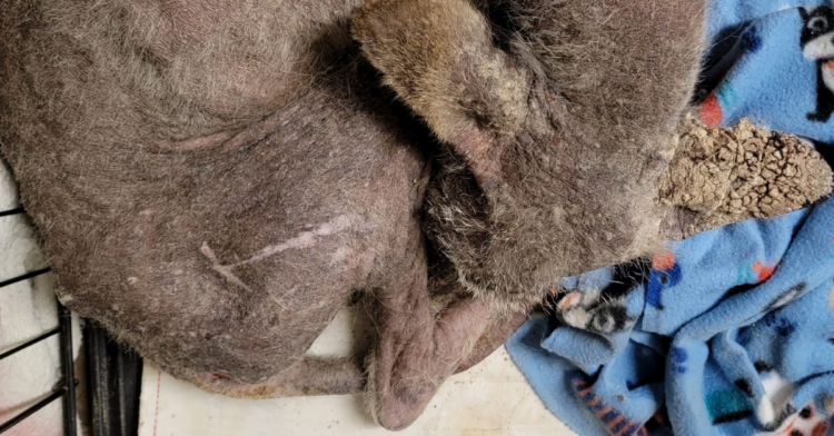 Facebook | Wildlife Works-Mount Pleasant