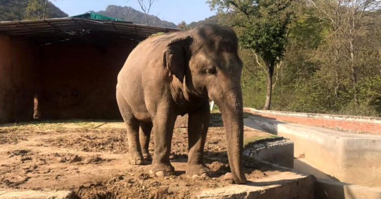 Facebook | Friends of Islamabad Zoo