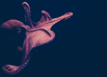 Unsplash | Isabel Galvez