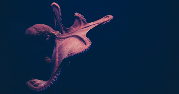 Unsplash | Isabel Galvez