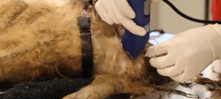 Facebook | KC Pet Project
