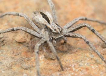 iNaturalist
