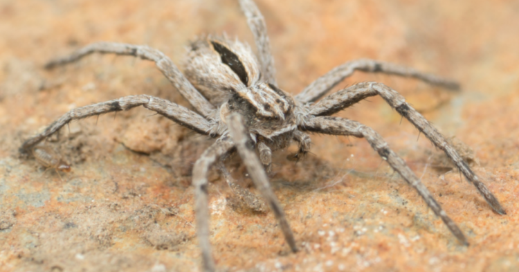 iNaturalist