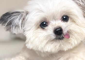 Instagram | @norbertthedog