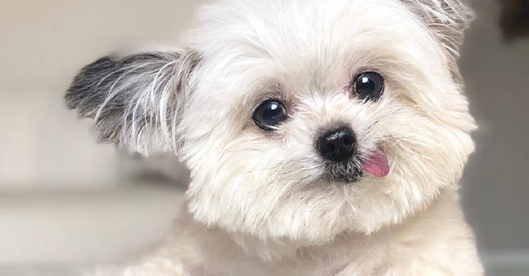 Instagram | @norbertthedog