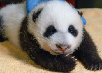 National Zoo