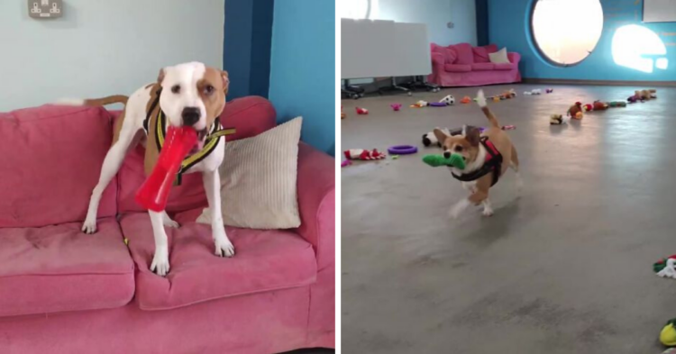 YouTube | DogsTrustIreland