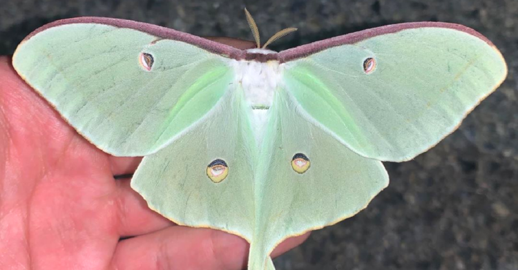 Instagram | @blacksburg_entomology