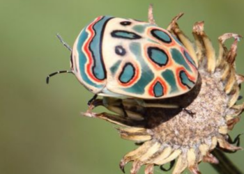 iNaturalist | Alan Manson