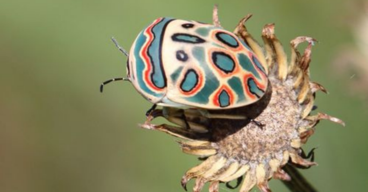 iNaturalist | Alan Manson