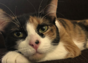Cat Adoption Team