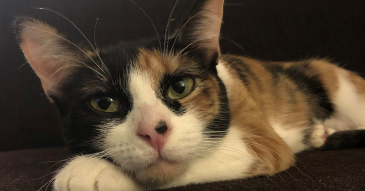 Cat Adoption Team