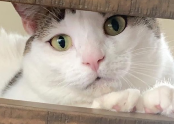 Instagram | @peaches.fat.cat