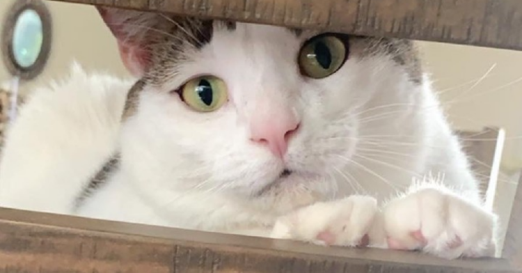 Instagram | @peaches.fat.cat