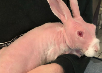 Instagram | @mrbigglesworthrabbit
