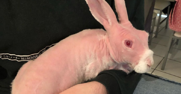 Instagram | @mrbigglesworthrabbit